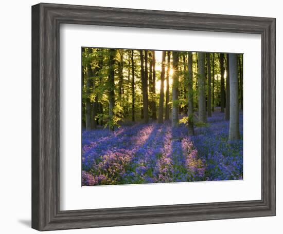 Bluebell Wood at Coton Manor-Clive Nichols-Framed Photographic Print