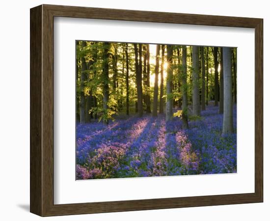 Bluebell Wood at Coton Manor-Clive Nichols-Framed Photographic Print