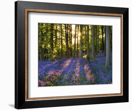 Bluebell Wood at Coton Manor-Clive Nichols-Framed Photographic Print