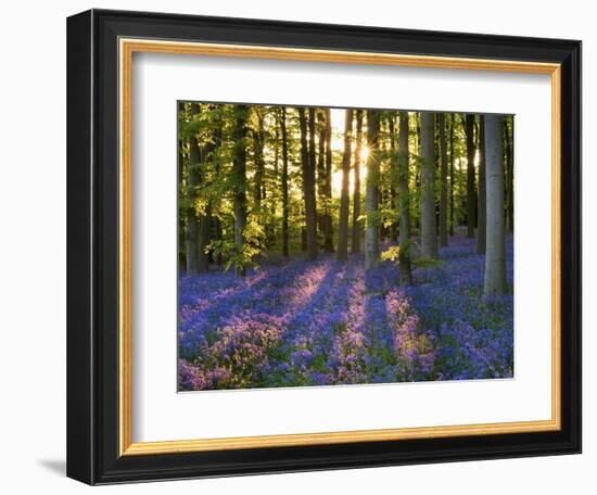 Bluebell Wood at Coton Manor-Clive Nichols-Framed Photographic Print