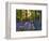 Bluebell Wood at Coton Manor-Clive Nichols-Framed Photographic Print