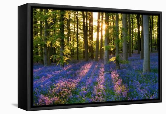 Bluebell Wood at Coton Manor-Clive Nichols-Framed Premier Image Canvas