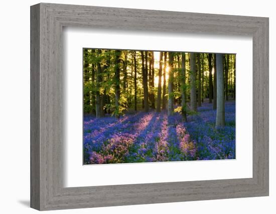 Bluebell Wood at Coton Manor-Clive Nichols-Framed Photographic Print