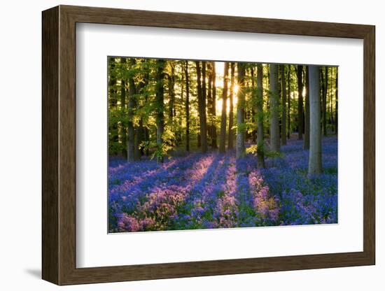 Bluebell Wood at Coton Manor-Clive Nichols-Framed Photographic Print