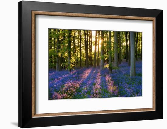 Bluebell Wood at Coton Manor-Clive Nichols-Framed Photographic Print