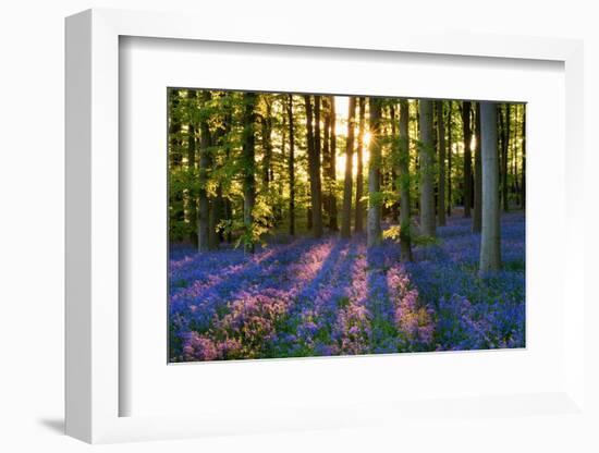 Bluebell Wood at Coton Manor-Clive Nichols-Framed Photographic Print