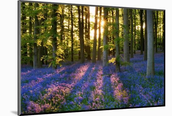 Bluebell Wood at Coton Manor-Clive Nichols-Mounted Photographic Print