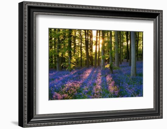 Bluebell Wood at Coton Manor-Clive Nichols-Framed Photographic Print