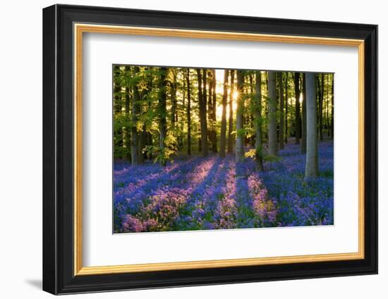 Bluebell Wood at Coton Manor-Clive Nichols-Framed Photographic Print