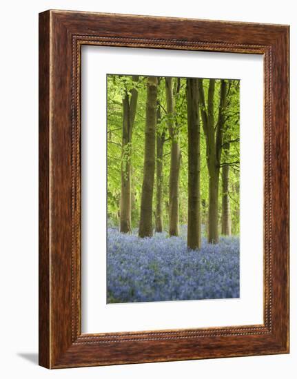 Bluebell Wood, Chipping Campden, Cotswolds, Gloucestershire, England, United Kingdom, Europe-Stuart Black-Framed Photographic Print