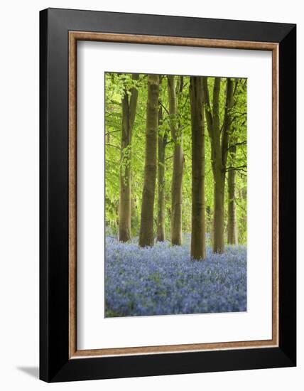 Bluebell Wood, Chipping Campden, Cotswolds, Gloucestershire, England, United Kingdom, Europe-Stuart Black-Framed Photographic Print