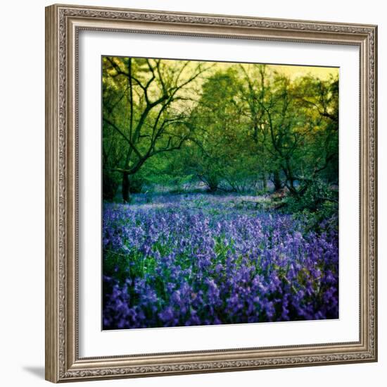 Bluebell Wood I-Pete Kelly-Framed Giclee Print