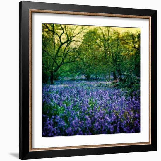 Bluebell Wood I-Pete Kelly-Framed Giclee Print