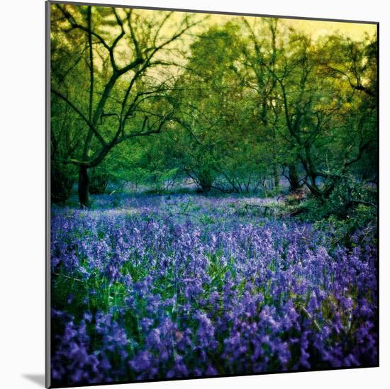 Bluebell Wood I-Pete Kelly-Mounted Giclee Print