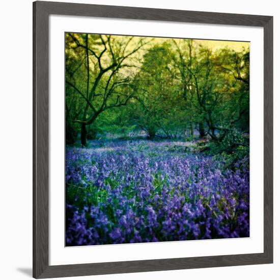 Bluebell Wood I-Pete Kelly-Framed Giclee Print