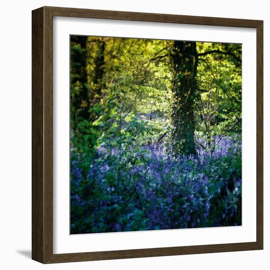 Bluebell Wood II-Pete Kelly-Framed Giclee Print