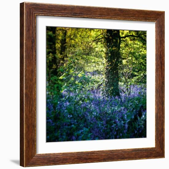 Bluebell Wood II-Pete Kelly-Framed Giclee Print