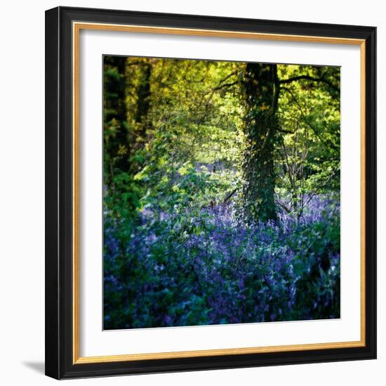 Bluebell Wood II-Pete Kelly-Framed Giclee Print