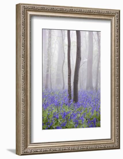 Bluebell Wood in Morning Mist, Lower Oddington, Cotswolds, Gloucestershire, United Kingdom, Europe-Stuart Black-Framed Photographic Print