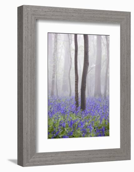 Bluebell Wood in Morning Mist, Lower Oddington, Cotswolds, Gloucestershire, United Kingdom, Europe-Stuart Black-Framed Photographic Print