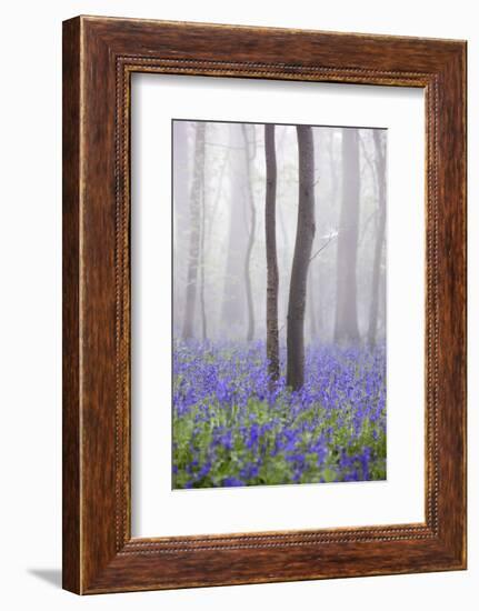 Bluebell Wood in Morning Mist, Lower Oddington, Cotswolds, Gloucestershire, United Kingdom, Europe-Stuart Black-Framed Photographic Print