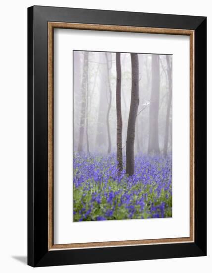 Bluebell Wood in Morning Mist, Lower Oddington, Cotswolds, Gloucestershire, United Kingdom, Europe-Stuart Black-Framed Photographic Print
