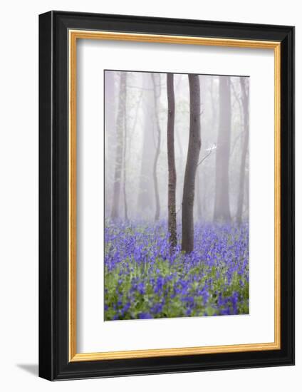 Bluebell Wood in Morning Mist, Lower Oddington, Cotswolds, Gloucestershire, United Kingdom, Europe-Stuart Black-Framed Photographic Print