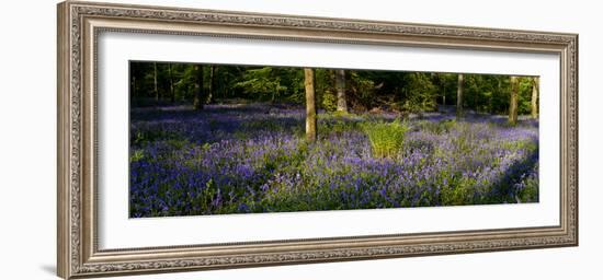 Bluebell wood scenic panorama-Charles Bowman-Framed Photographic Print