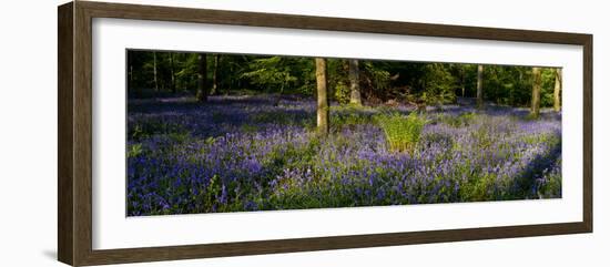 Bluebell wood scenic panorama-Charles Bowman-Framed Photographic Print