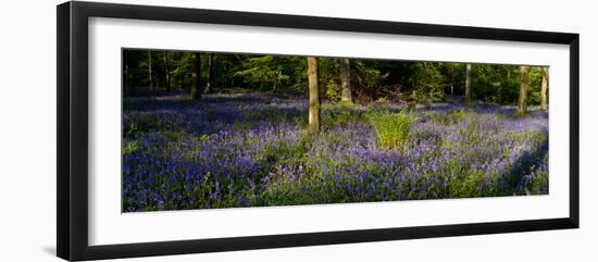 Bluebell wood scenic panorama-Charles Bowman-Framed Photographic Print