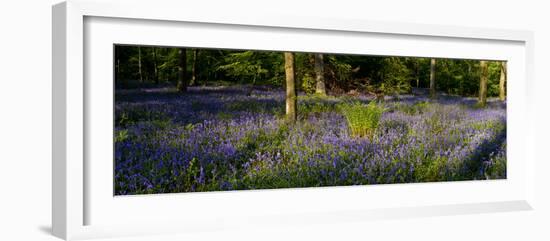 Bluebell wood scenic panorama-Charles Bowman-Framed Photographic Print