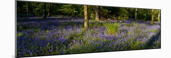 Bluebell wood scenic panorama-Charles Bowman-Mounted Photographic Print