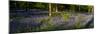 Bluebell wood scenic panorama-Charles Bowman-Mounted Photographic Print