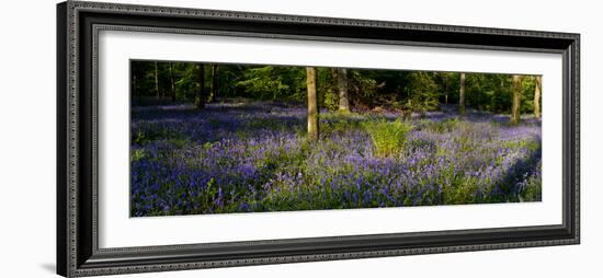 Bluebell wood scenic panorama-Charles Bowman-Framed Photographic Print