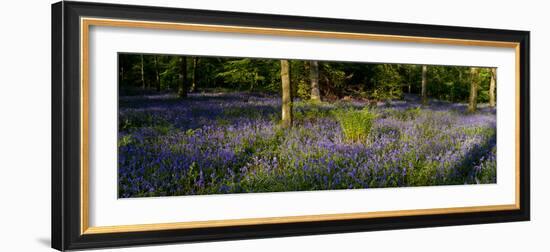 Bluebell wood scenic panorama-Charles Bowman-Framed Photographic Print