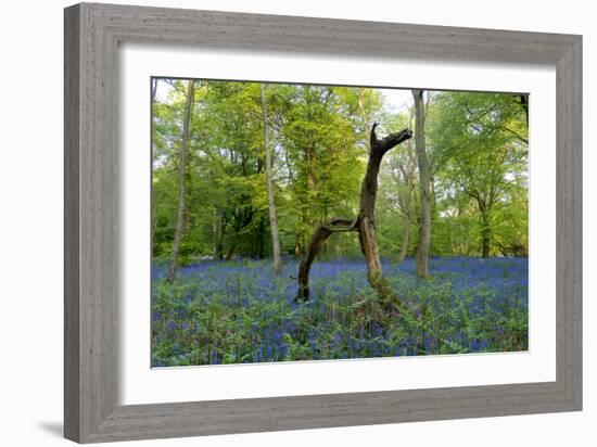 Bluebell wood with hopping tree-Charles Bowman-Framed Photographic Print