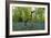 Bluebell wood with hopping tree-Charles Bowman-Framed Photographic Print