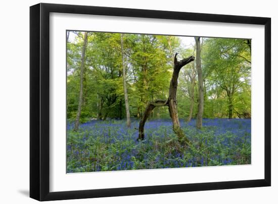 Bluebell wood with hopping tree-Charles Bowman-Framed Photographic Print