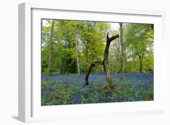 Bluebell wood with hopping tree-Charles Bowman-Framed Photographic Print