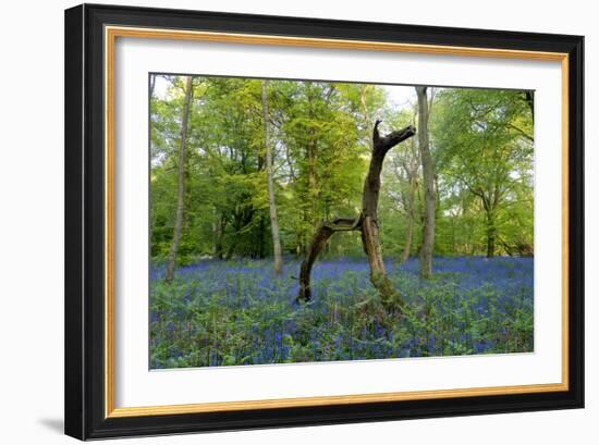 Bluebell wood with hopping tree-Charles Bowman-Framed Photographic Print