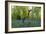 Bluebell wood with hopping tree-Charles Bowman-Framed Photographic Print