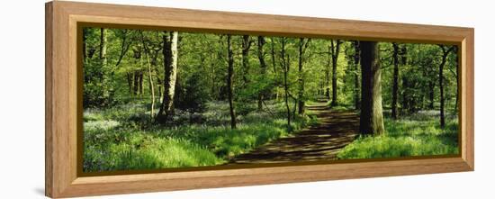 Bluebell Wood Yorkshire England-null-Framed Stretched Canvas