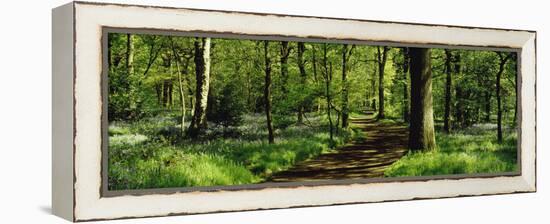 Bluebell Wood Yorkshire England-null-Framed Stretched Canvas