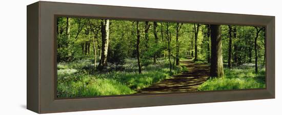 Bluebell Wood Yorkshire England-null-Framed Stretched Canvas