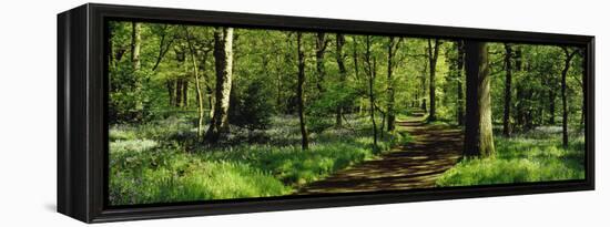 Bluebell Wood Yorkshire England-null-Framed Stretched Canvas