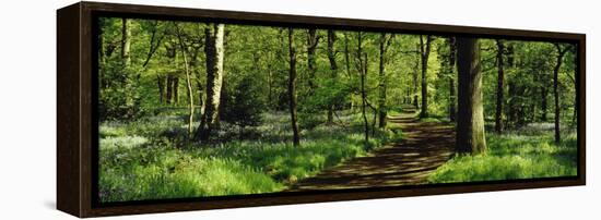 Bluebell Wood Yorkshire England-null-Framed Stretched Canvas