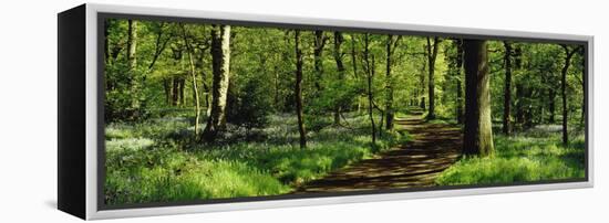 Bluebell Wood Yorkshire England-null-Framed Stretched Canvas