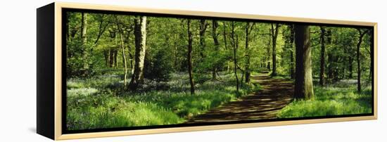 Bluebell Wood Yorkshire England-null-Framed Stretched Canvas