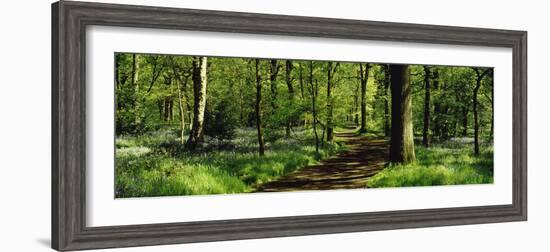 Bluebell Wood Yorkshire England-null-Framed Photographic Print