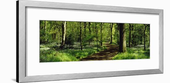 Bluebell Wood Yorkshire England-null-Framed Photographic Print